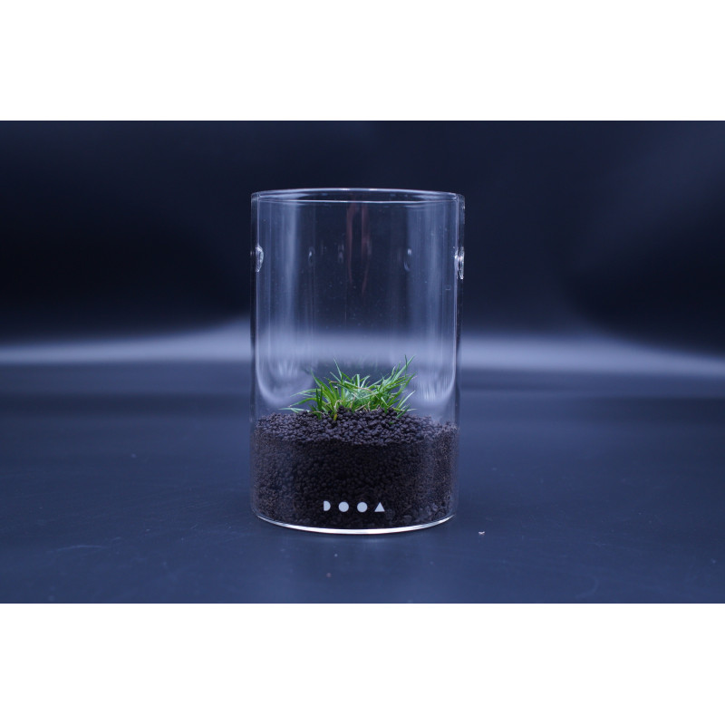 DOOA Glass Pot Maru 95 (3) WYSIWYG