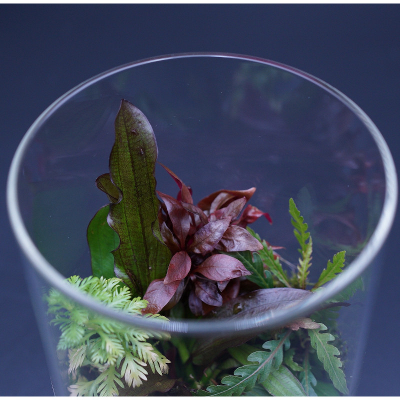 DOOA - Glass Pot Maru - 95  Aquasabi - Aquascaping Shop