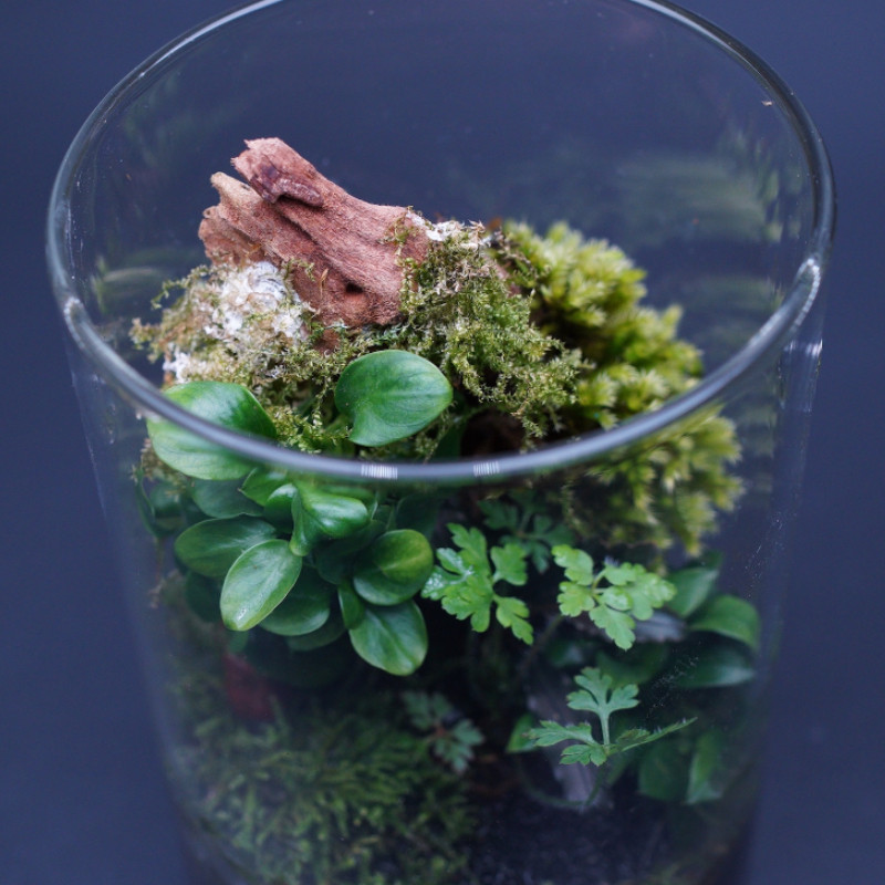 DOOA - Glass Pot Maru - 95  Aquasabi - Aquascaping Shop