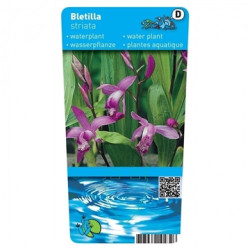 Bletilla striata - Orchideen
