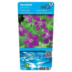 Geranium palustris - Swamp Geranium