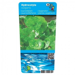 Hydrocotyle vulgaris - Ecuelle deau