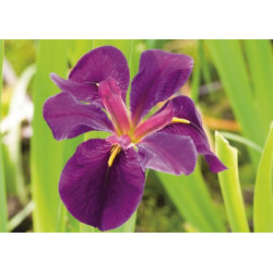Iris black Gamecock – Sumpflilie