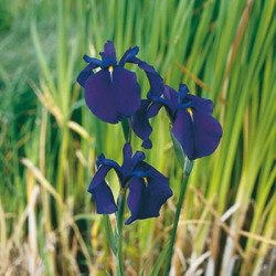 Iris kaempferi  - Lys des marais