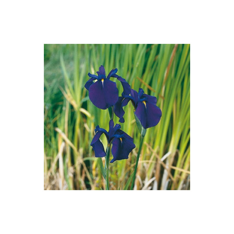 Iris kaempferi  – Sumpflilie