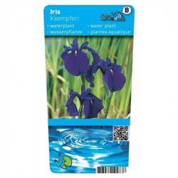 Iris kaempferi  - Marsh Lily