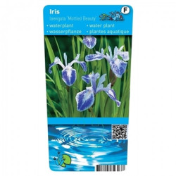 Iris laevigata Mottled Beauty  - Lys des marais