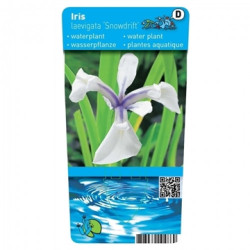 Iris laevigata Snowdrift  – Sumpflilie