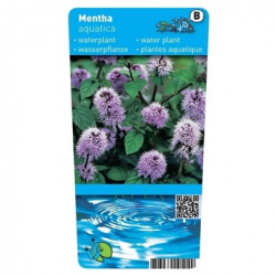 Mentha aquatica – Wasserminze