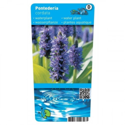 Pontederia cordata - blue water hyacinth