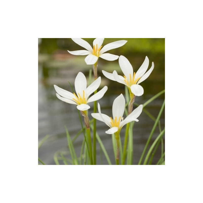 Zephranthes candida - Zephir lily