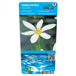 Zephranthes candida - Zephir-Lilie