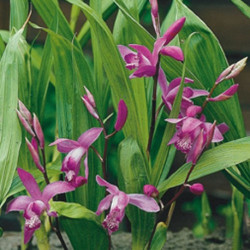 Bletilla striata - Orchidee