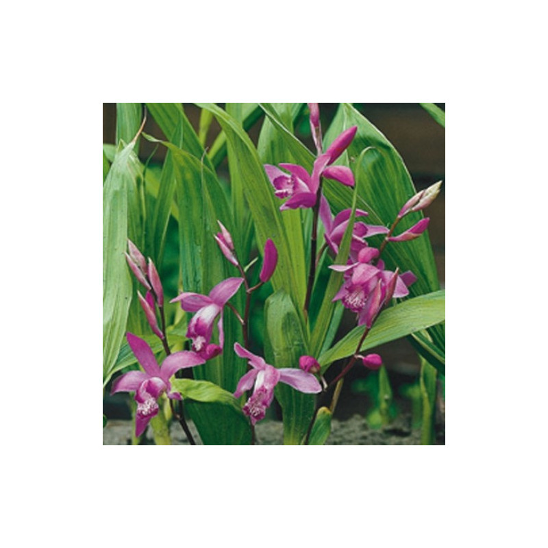 Bletilla striata - Orchideen