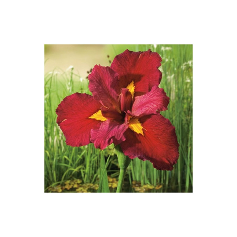 Iris Ann Chowing – Sumpflilie