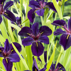 Iris black Gamecock - Lys des marais