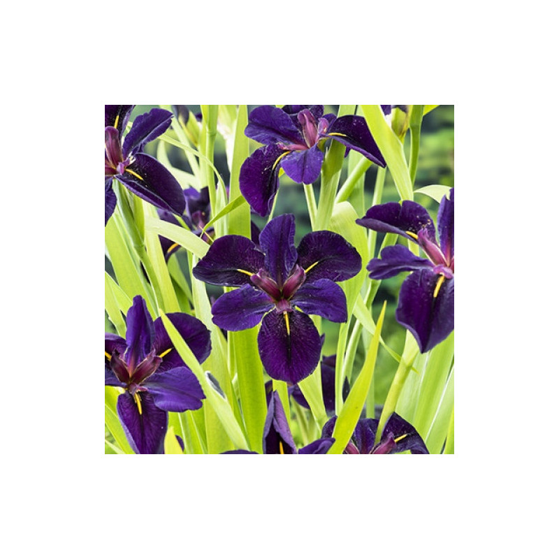 Iris black Gamecock - Marsh Lily