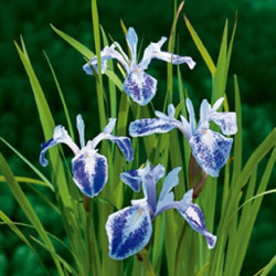 Iris laevigata Mottled...