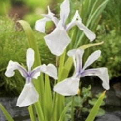 Iris laevigata Snowdrift  - Lys des marais