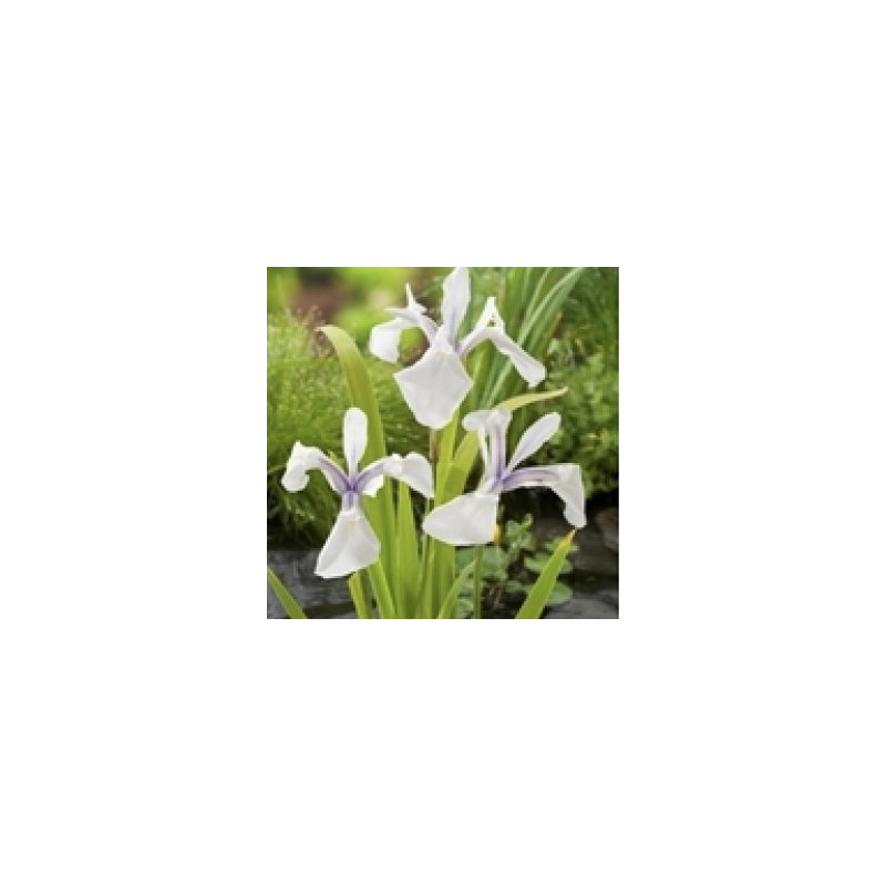 Iris laevigata Snowdrift  - Marsh Lily