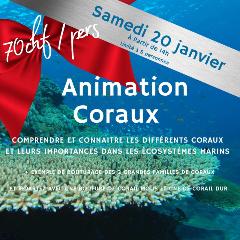 Korallen-Workshop am 20. Januar 2023