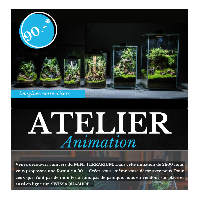 Atelier Mini terrarium Vendredi 06 décembre 2024