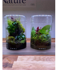 Mini Terrarium Workshop on Friday December 6th, 2024