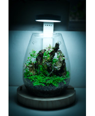 Mini Terrarium Workshop on Friday December 6th, 2024