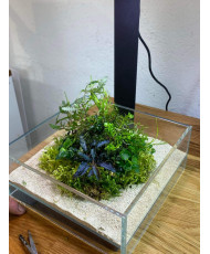 Mini Terrarium Workshop on Friday, January 10th, 2025