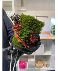 Mini Terrarium Workshop on Friday, January 10th, 2025