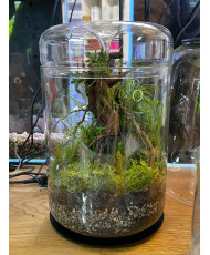 Mini Terrarium Workshop on Friday, January 10th, 2025