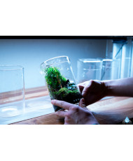 Mini Terrarium Workshop on Friday, January 10th, 2025