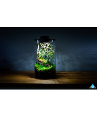 Mini Terrarium Workshop on Friday, January 10th, 2025