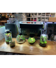 Mini Terrarium Workshop on Friday, January 10th, 2025