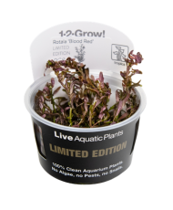 Rotala rotundifolia Blood Red Limited edition