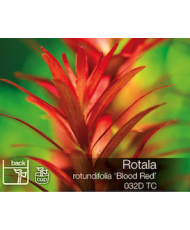 Rotala rotundifolia Blood Red