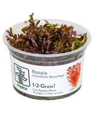 Rotala rotundifolia Blood Red