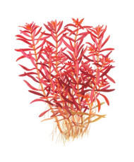 Rotala rotundifolia Blood Red