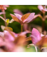 Bacopa salzmanni Purple