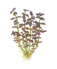 Bacopa salzmanni Purple