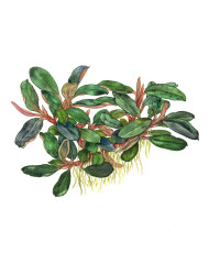 Bucephalandra sordidula Blue