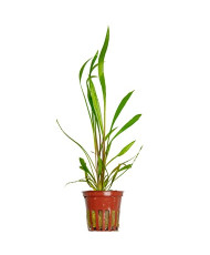 Cryptocoryne spiralis Red