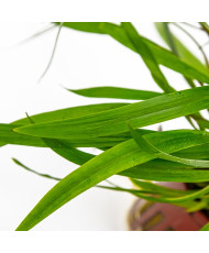 Cryptocoryne spiralis Red