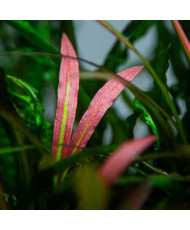 Cryptocoryne spiralis Red