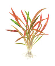 Cryptocoryne spiralis Red