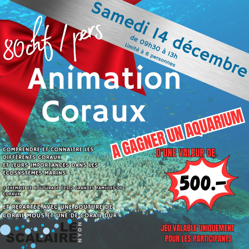 Atelier animation coraux 14 décembre 2024 Nyon