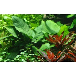 Anubias barteri caladiifolia (blase)