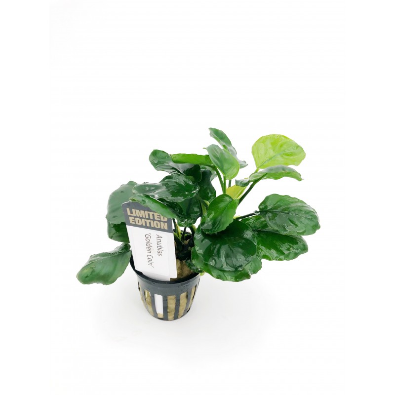 Anubias "Golden Coin" Limited Edition