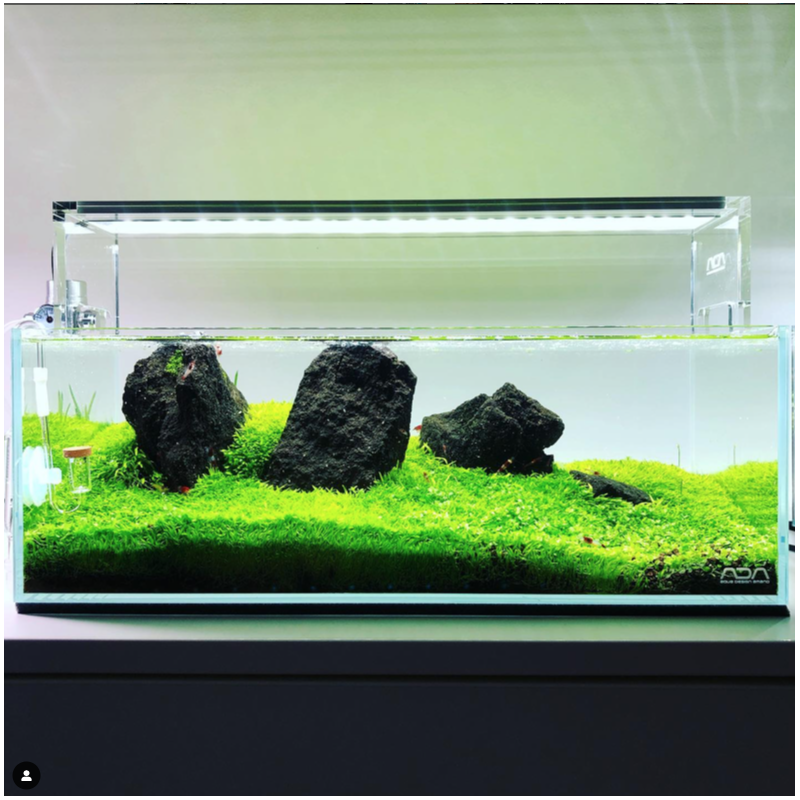 Aquarium 45F - Utricularia dream