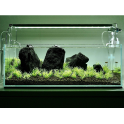 Aquarium 45F - Utricularia dream